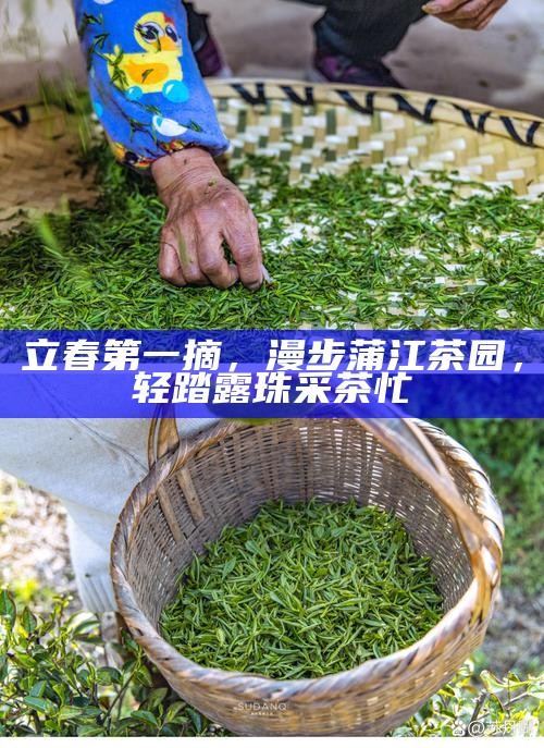 立春第一摘，漫步蒲江茶园，轻踏露珠采茶忙