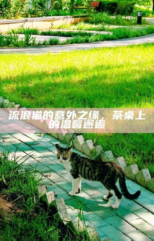 流浪猫的意外之缘，茶桌上的温馨邂逅